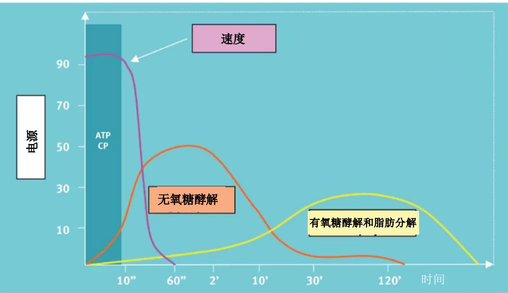 深圳王之者足球：足球运动员短跑必须以100%的速度进行！